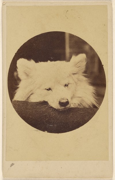 [Hvit hund med haken på en pute] av Unknown artist
