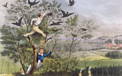 Wow! Jeg har gjort det - Raiding the Rookery fra Nimrods quot;The Life of a Sportsmanquot; av Unknown artist