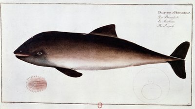 Zoologi: tavle som representerer et nise, akvatisk pattedyr. Trykk fra begynnelsen av 1700-tallet B.N. Paris av Unknown artist
