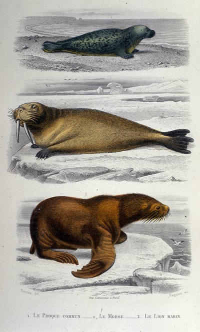 Zoologikart som viser en sel, en hvalross og en sjøløve. 1800-tallet av Unknown artist