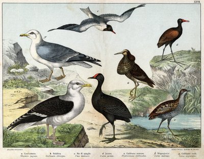 a: Jagerflyen (Machetes pugnax), b: Kylling Gallinula chloropus), c: Rale des genetes (Crex pratensis), d: Jacana (Parra Jacana), e: Svartøydemåke (Hydrocolaeus ridibundus), f: Måke (Larus) marinus), g: Sildemåke (Larus argentus) - I «Natural Hist av Unknown artist