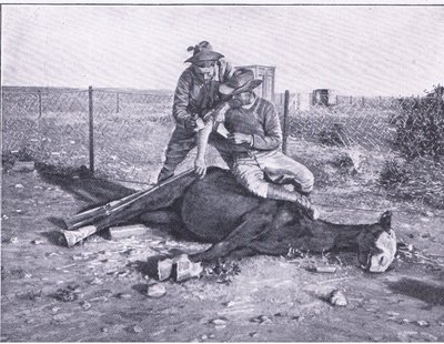 En smal flukt. En såret speider som har fått hesten skutt under seg, fra After Pretoria: The Guerilla War utgitt av Harmsworth Bros Limited av Unknown photographer