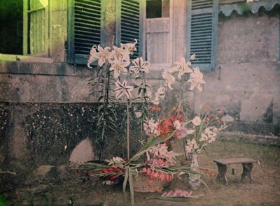 Fotografihistorie: Blomsterkomposisjon av Unknown photographer