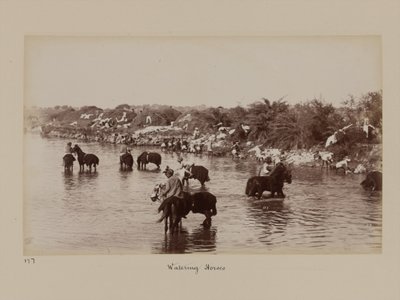 Indiske kavalerister som vanner hestene sine under treningsleiren i Delhi av Unknown photographer