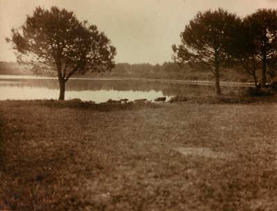 Landskap på Brijuni-øyene av Unknown photographer