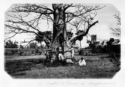 Baobaben i grapefrukthagen, Mauritius - i "" Souvenir de l'île Maurice""" 1800-tallet (Henri Bernardin de Saint Pierre (Saint-Pierre eller St-Pierre), Paul og Virginia) av Unknown photographer