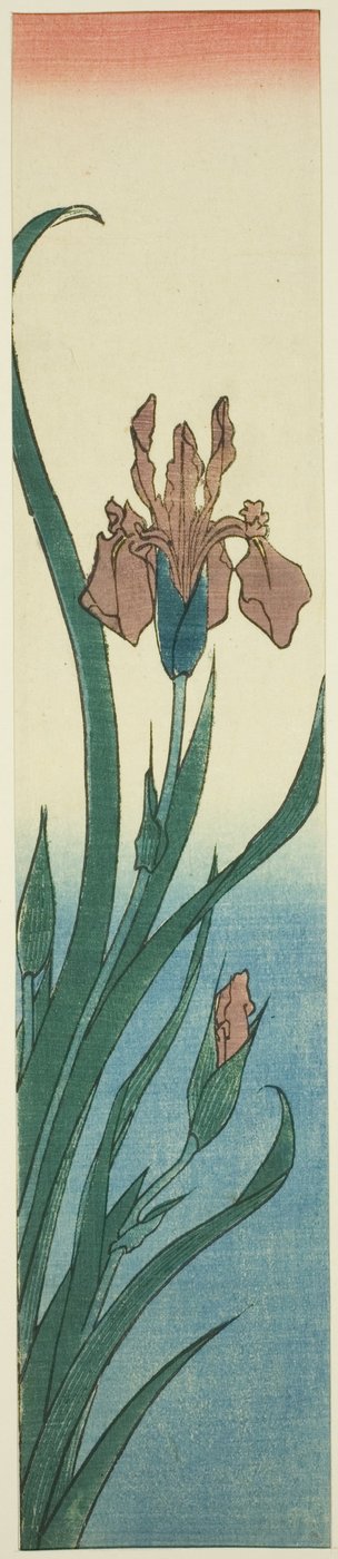 Iris av Utagawa Hiroshige