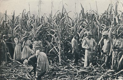 En sukkerrørplantasje, 1916 av Valentine and Sons Ltd