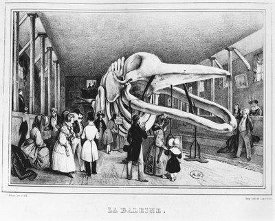 Hvalen ved Naturhistorisk museum i Paris, ca. 1840 av Victor Adam