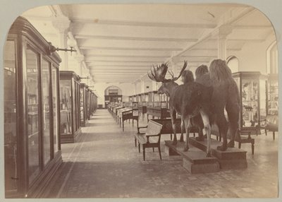 Pl. II. Nedre historie: Pattedyr av Victor Prevost, Gaston L. Feuardent and Co., New York