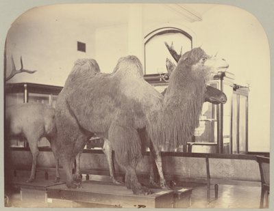 Pl. VIII. Kamel og elg av Victor Prevost, Gaston L. Feuardent and Co., New York
