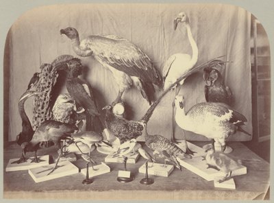 Pl. XIII. Fugler av Victor Prevost, Gaston L. Feuardent and Co., New York