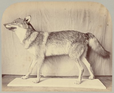 Pl. XII. Europeisk ulv av Victor Prevost, Gaston L. Feuardent and Co., New York