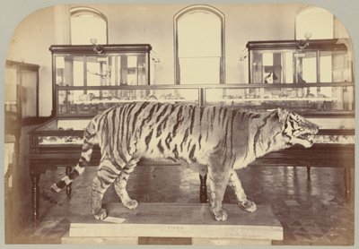 Pl. XI. Bengal tiger av Victor Prevost, Gaston L. Feuardent and Co., New York