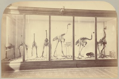 Pl. XV. Fossile fugler: New Zealand av Victor Prevost, Gaston L. Feuardent and Co., New York