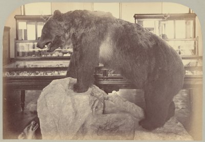 Pl. X. Grizzly Bear av Victor Prevost, Gaston L. Feuardent and Co., New York