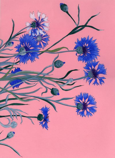 Blå kornblomster på rosa av Viktoriia Saunina