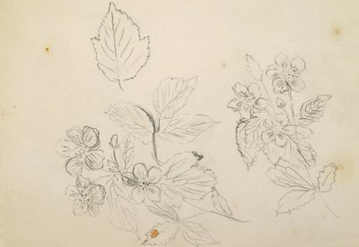 Rekto: Blomsterstudiet, 1869-1871 av Vincent Colyer