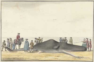 Oppvasket spermhval (cachelot) på stranden mellom Zandvoort og Wijk aan Zee, 20. februar 1762, sett forfra av Vincent Jansz. van der Vinne