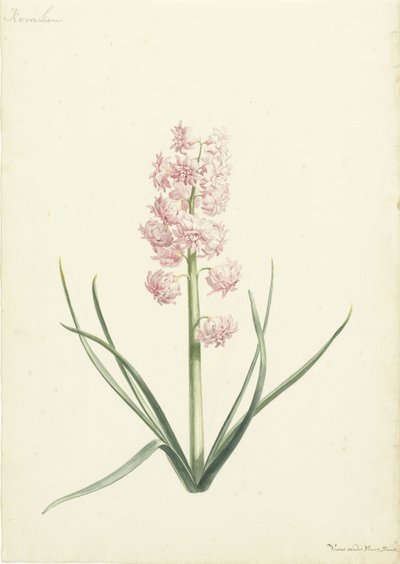 Hyacinth Coralien av Vincent Laurensz. van der Vinne (II)