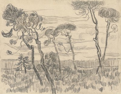 Seks furutrær nær innhegningsveggen, 1899 av Vincent van Gogh