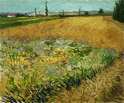 Hveteåker av Vincent van Gogh