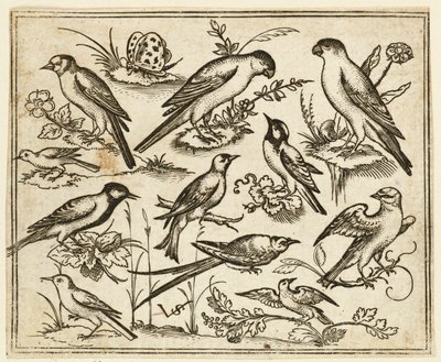 Elleve fugler som sitter på flekker med blomstrende løvverk og små grener..., 1557. av Virgil Solis