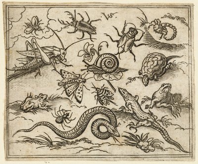 Gruppe av insekter og krypdyr på slett mark med steiner, inkludert en iguana, en øgle..., 1557. av Virgil Solis