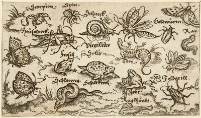Insekter, krypdyr, snegler og fisk på minimal grunn med vann i forgrunnen..., 1572. av Virgil Solis