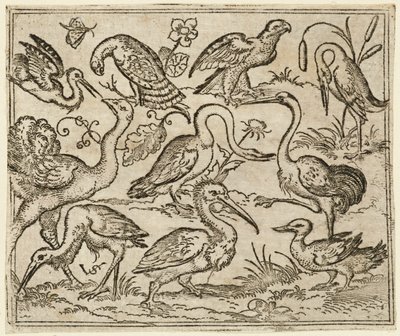 Struts på venstre side med ni andre fugler, inkludert en hegre og en pelikan..., 1557. av Virgil Solis