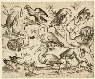Struts på venstre side med ni andre fugler, inkludert en hegre og en pelikan..., etter 1557. av Virgil Solis