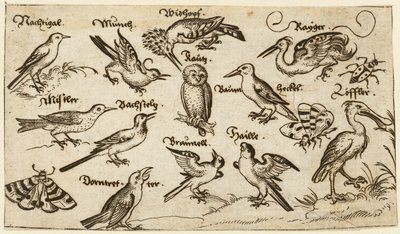 Tolv typer fugler, inkludert en ugle og pelikan, individuelt merket og plassert..., 1572. av Virgil Solis
