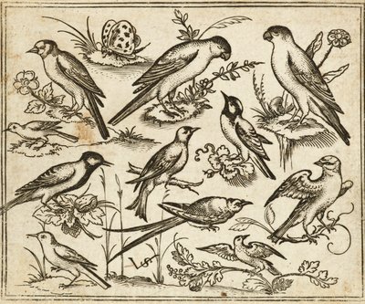 Elleve fugler som sitter på flekker med blomstrende løvverk og små greiner på en minimal bakke med en sommerfugl, fra Douce Ornament Prints Album I av Virgilius the elder (after) Solis