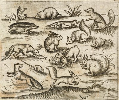 Gruppe av små skogsdyr som spiser og løper rundt et tjern, inkludert en mus, kanin, ekorn, vaskebjørn, trebukker, ilder, mår og grevling, fra Douce Ornament Prints Album I av Virgilius the elder (after) Solis