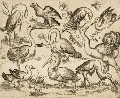Struts på venstre side med ni andre fugler, inkludert en hegre og en pelikan, avbildet på minimal grunn med blader rundt noen av fuglene, fra Douce Ornament Prints Album I, etter 1557 (gravering og etsing på lagt papir) av Virgilius the elder (after) Solis