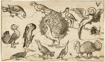 Påfugl i sentrum omgitt av ni andre fugler, inkludert en kalkun, og en sommerfugl på en minimal bakke med en liten gressflekk, fra Douce Ornament Prints Album I av Virgilius the elder (after) Solis