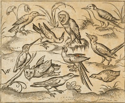 Ti fugler som sitter på grener og gressflekker, inkludert to ugler og en fugl med lange halefjær som kvitrer med hodet bak i midten, fra Douce Ornament Prints Album I av Virgilius the elder (after) Solis