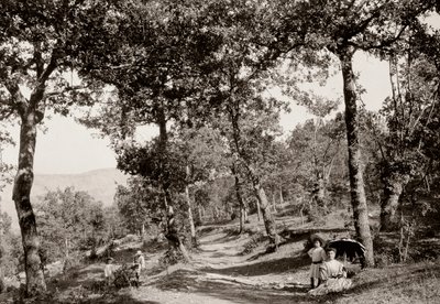 Gå gjennom skogen (s/hvitt bilde) av Vittorio Alinari