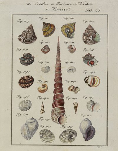 Sjøskjell: Trochi, Turbiner, Neritae Helices, fra Neues Systematisches Conchylien-Cabinet, 1784 (håndfarget etsing og gravering) av Vogel