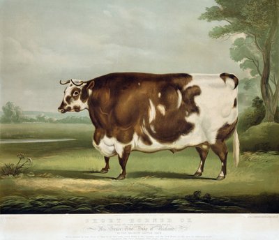A Short Horned Ox, gravert av John Day, 1856 (fargegravering) av W.H. Davis