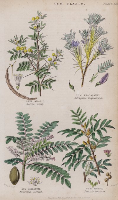 gummi arabisk; Gum Tragacanth; Gum Olibanum; Gum Mastic (farget gravering) av W. Fitch