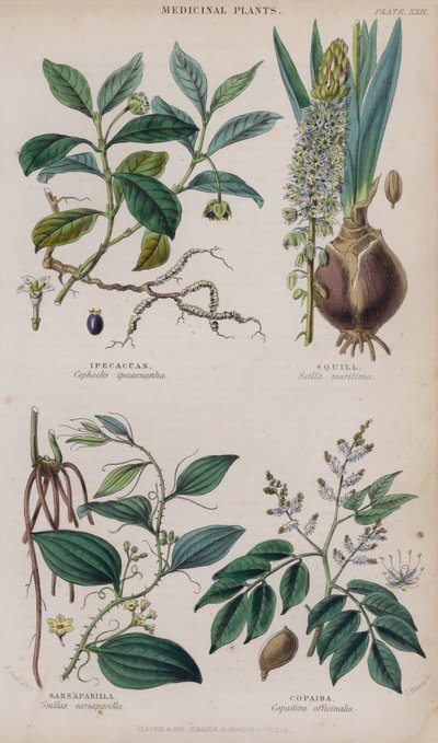 Ipecacuanha; Squill; Sarsaparilla; Copaiba (farget gravering) av W. Fitch