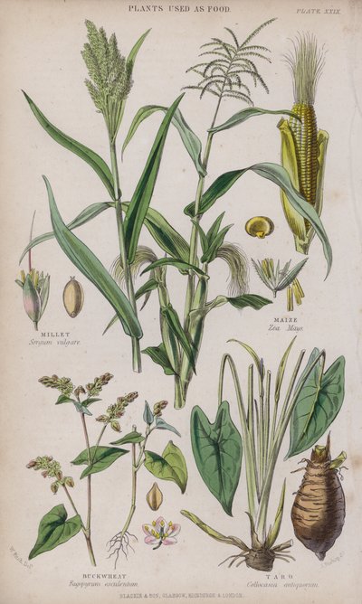 Hirse; Mais; Bokhvete; Taro (farget gravering) av W. Fitch