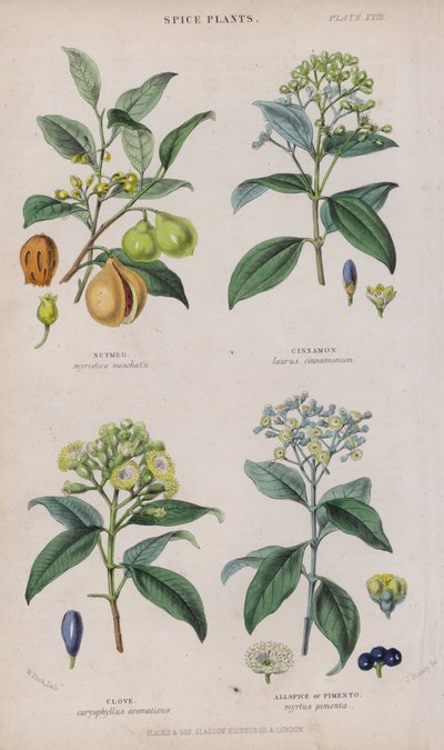 Muskat; Kanel; fedd; Allehånde eller Pimento (farget gravering) av W. Fitch