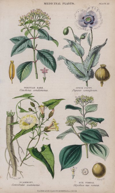 peruansk bark; Opiumsvalmue; Scammony; Nux Vomica (farget gravering) av W. Fitch