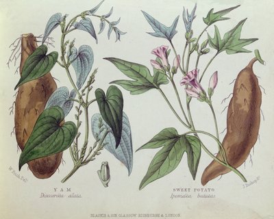 Yam og søtpotet (fargegravering) av W. Fitch