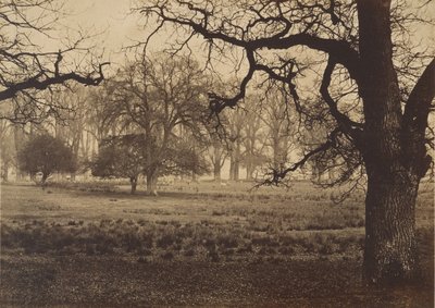 Windsor Park, Deer Feeding, 1850-tallet. av W. H. Nicholl