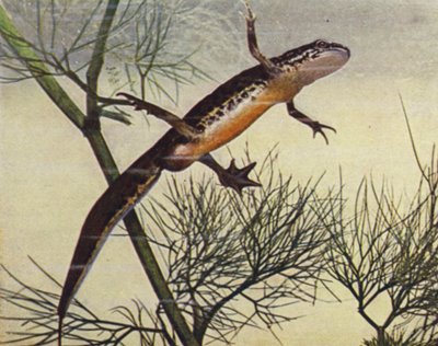 Palmate Newt, hann, Moth palmata (farget bilde) av W. J. Stokoe