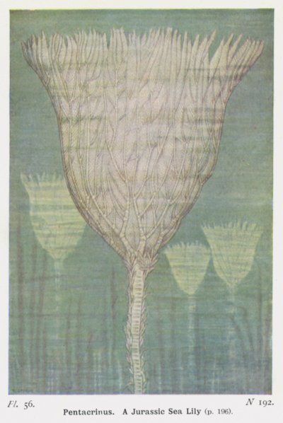 Pentacrinus, A Jurassic Sea Lily (farge litho) av W. J. Stokoe