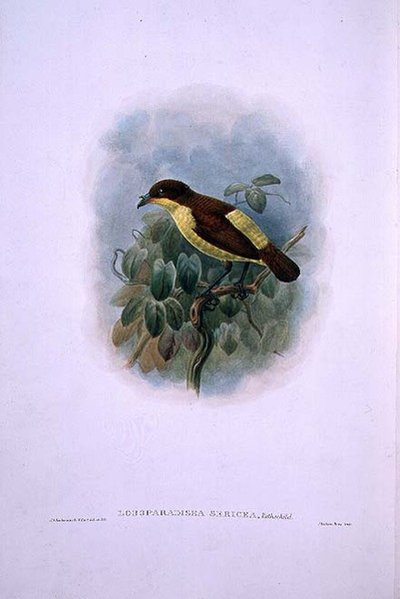 Loboparadisea serica, Waterbilled Bird of Paradise (farge litho) av W. and Keulemans J.G. Hart